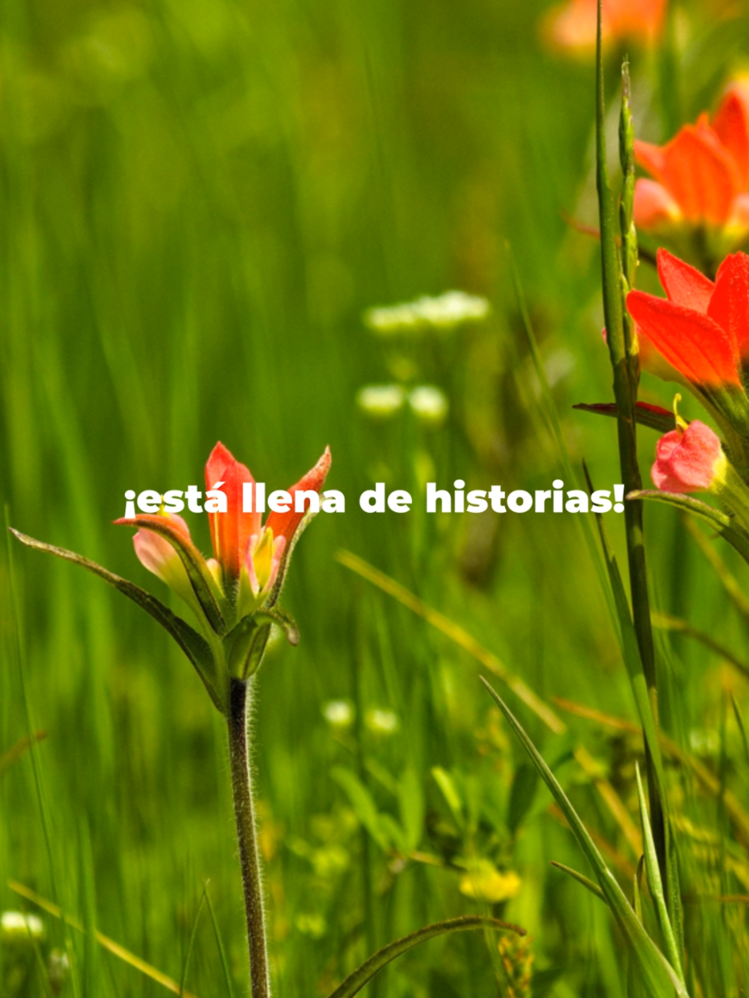@Florecer Mítico