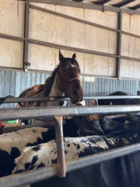 @Horses TikTok