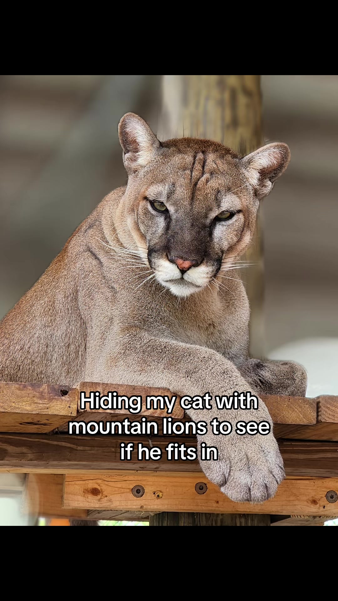 @Angel the Cat Mom