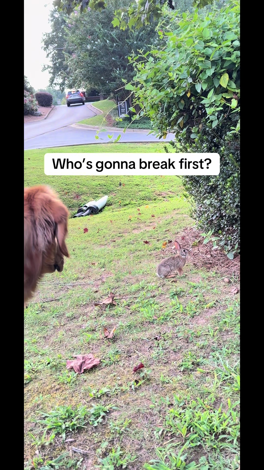 @Charlie the Golden