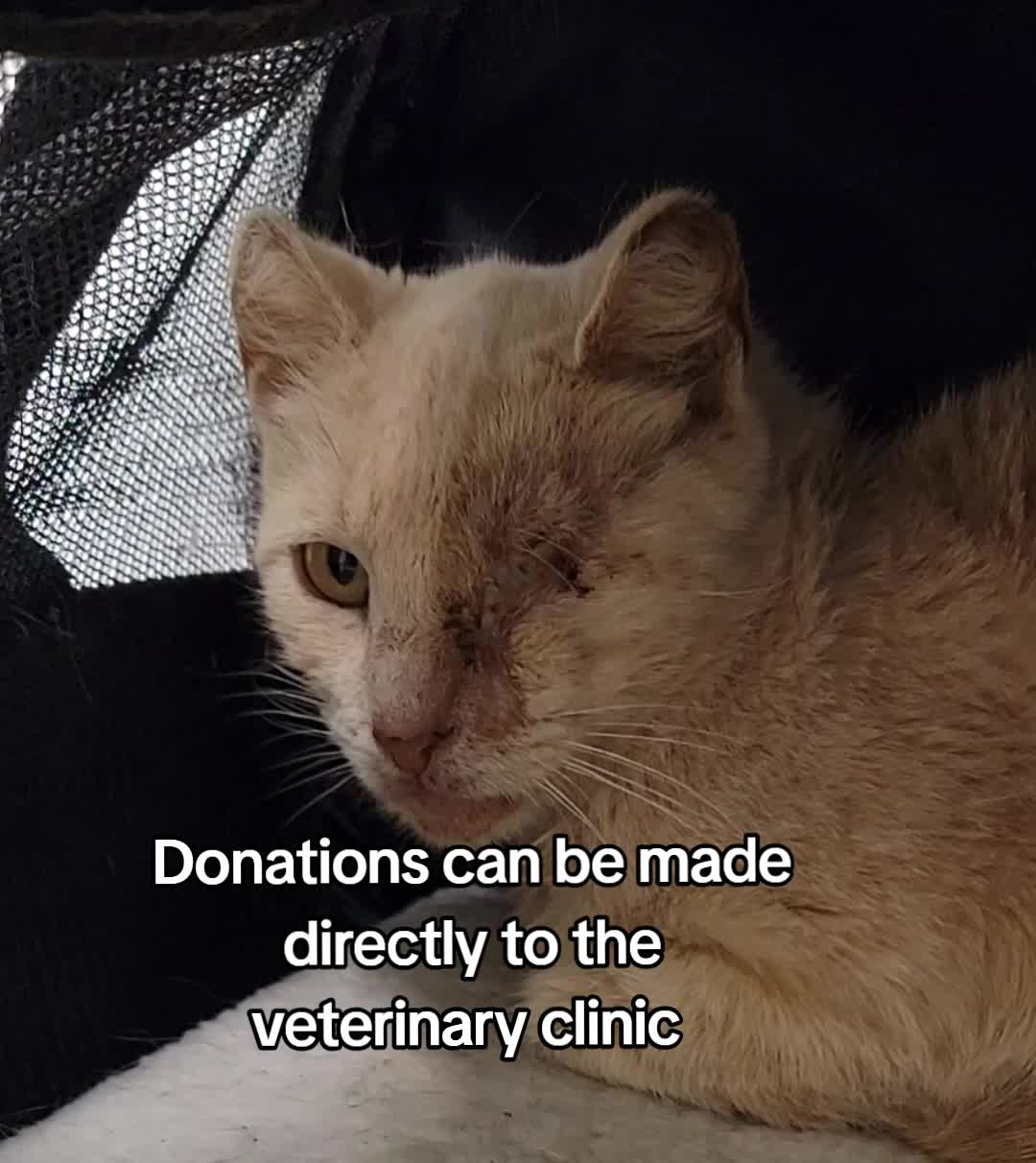 @No More Sad Kitties