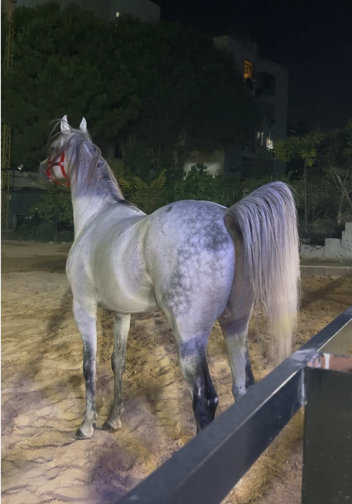 @لــيــن🐎