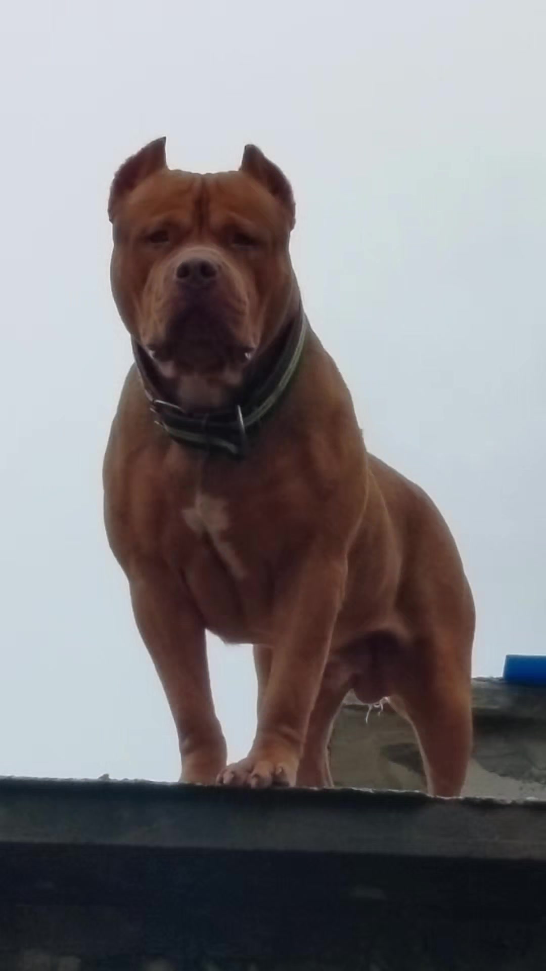 @bully xl dz 🇩🇿🦍