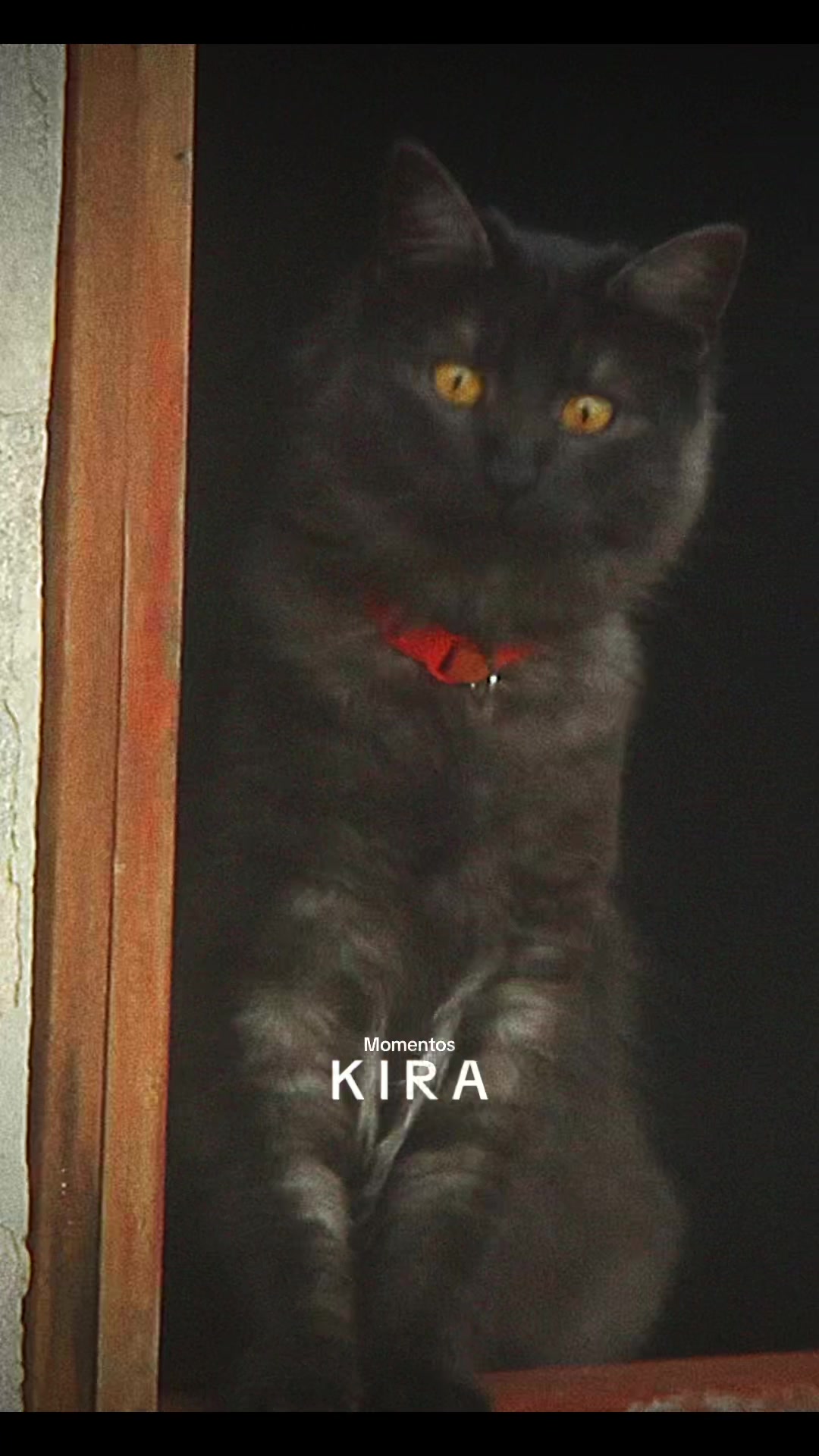 @KIRACAT