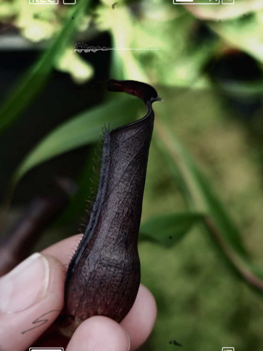 @GSp.Rayong Nepenthes