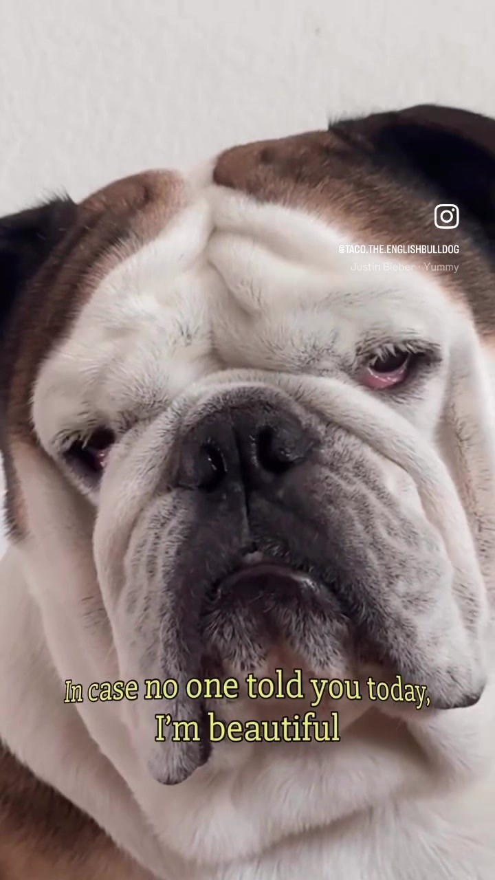 @Taco 🐶🧿