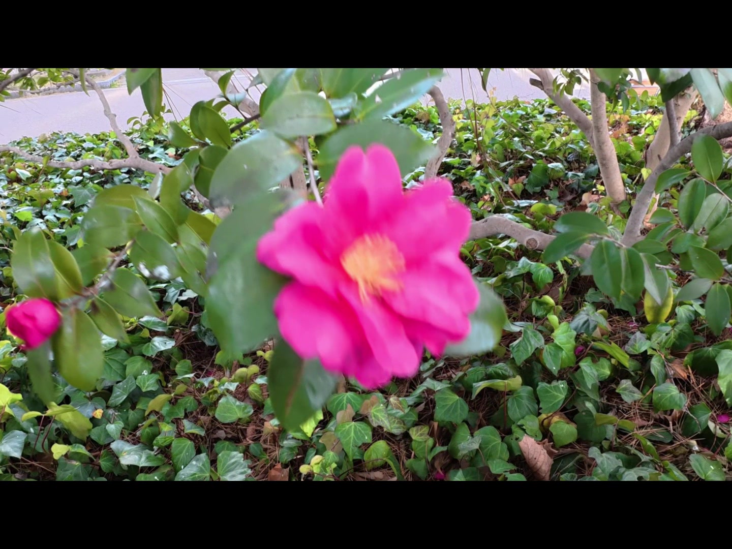 @Adobe動画編集