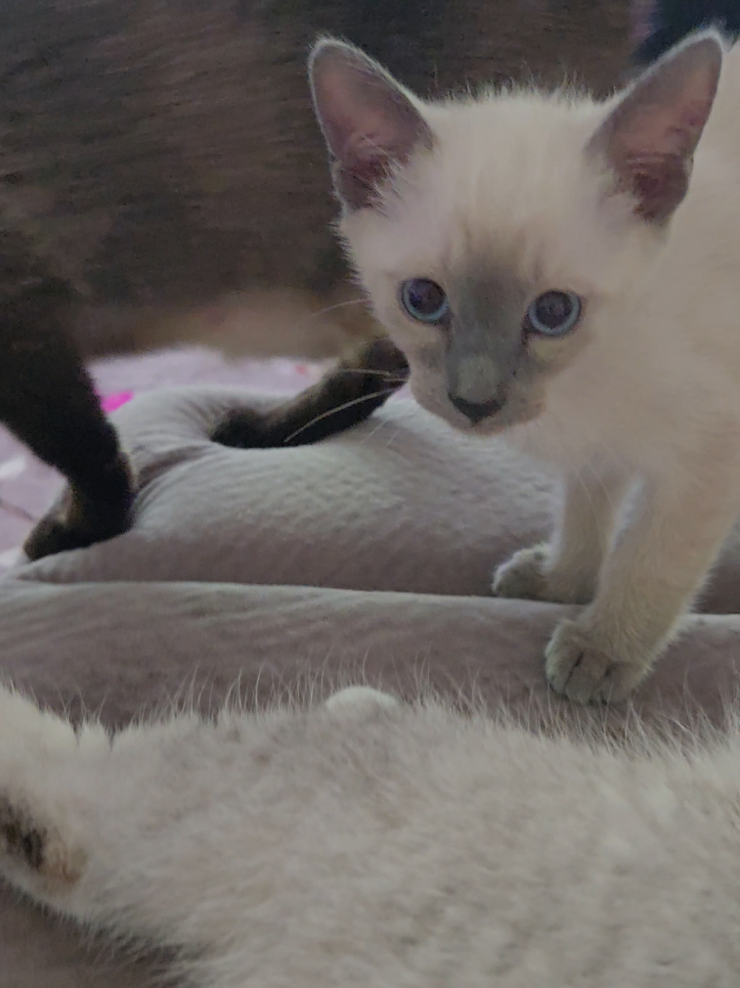 @Brittany's Beauties Kittens