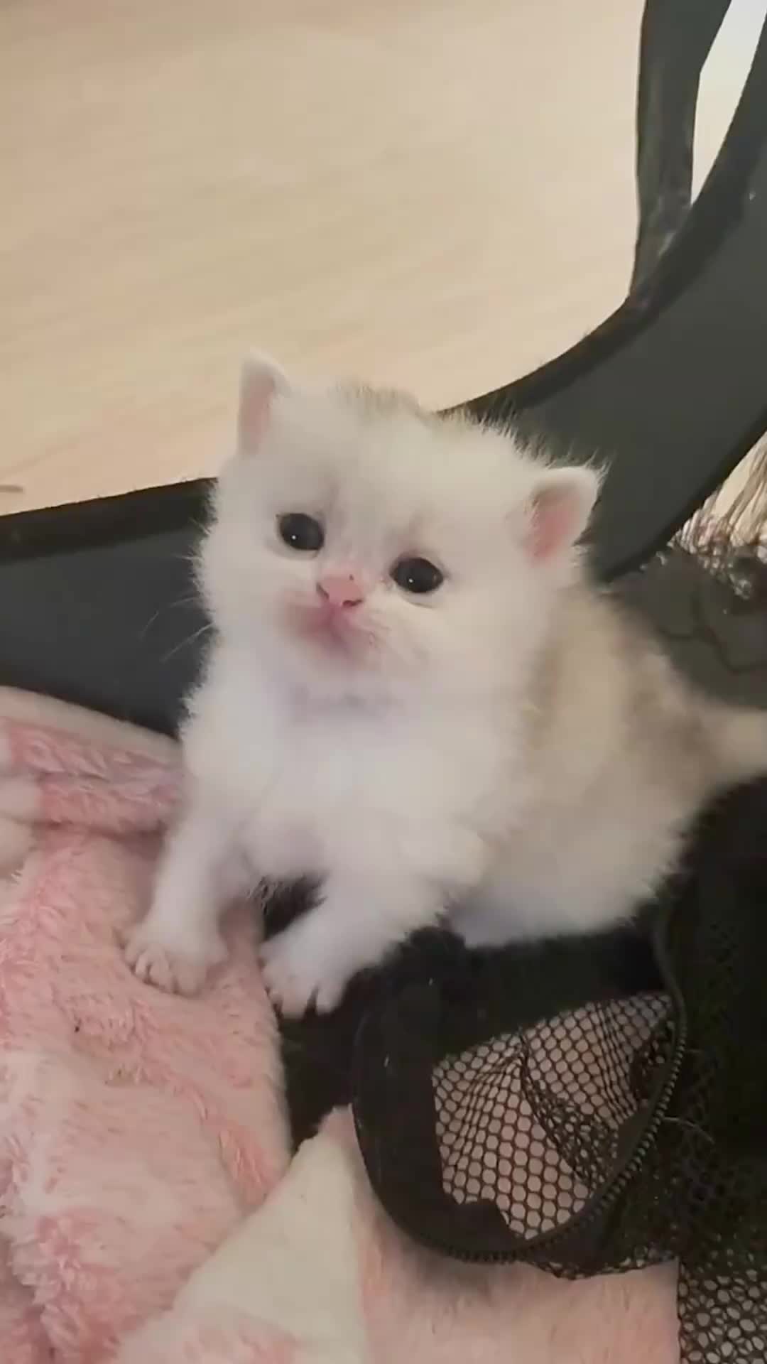 @catbosssss