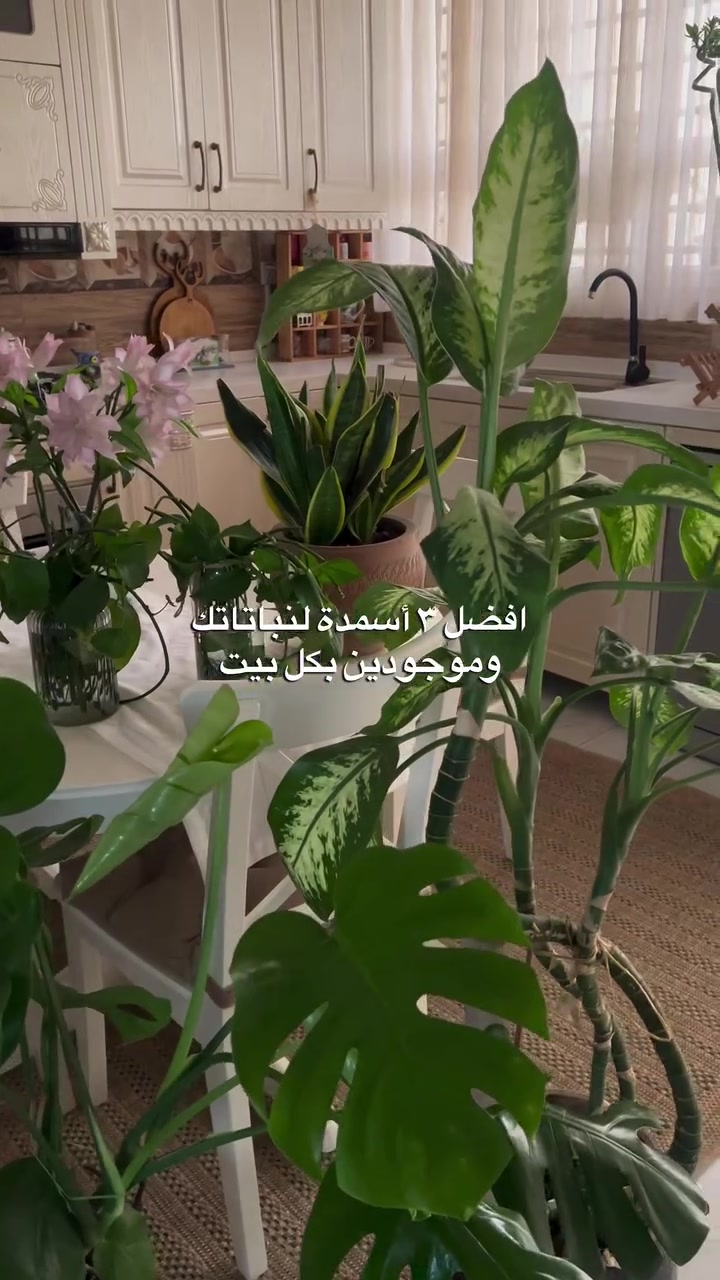 @حور🪶