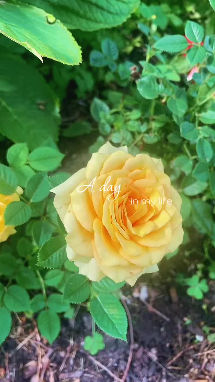 @mairacruz.11