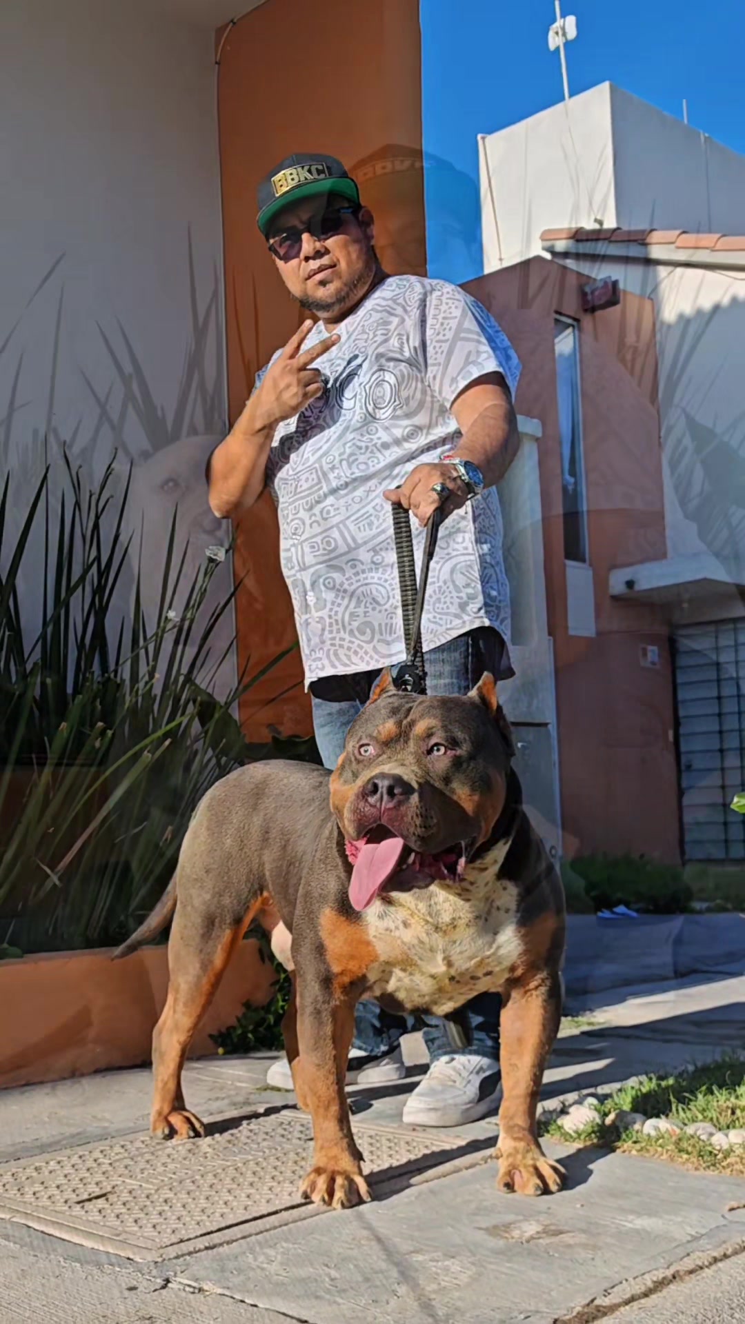 @GALVAN BULLY KENNEL OFFICIAL