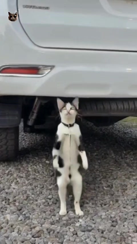@AnimalDance555