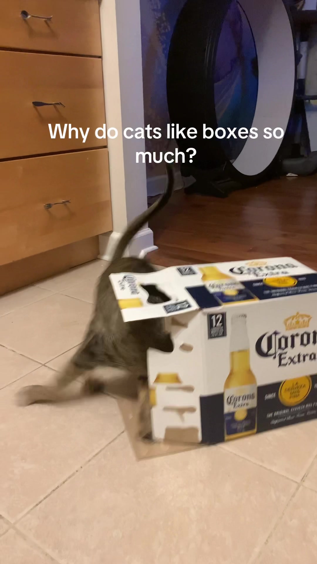@Atlas the Cat