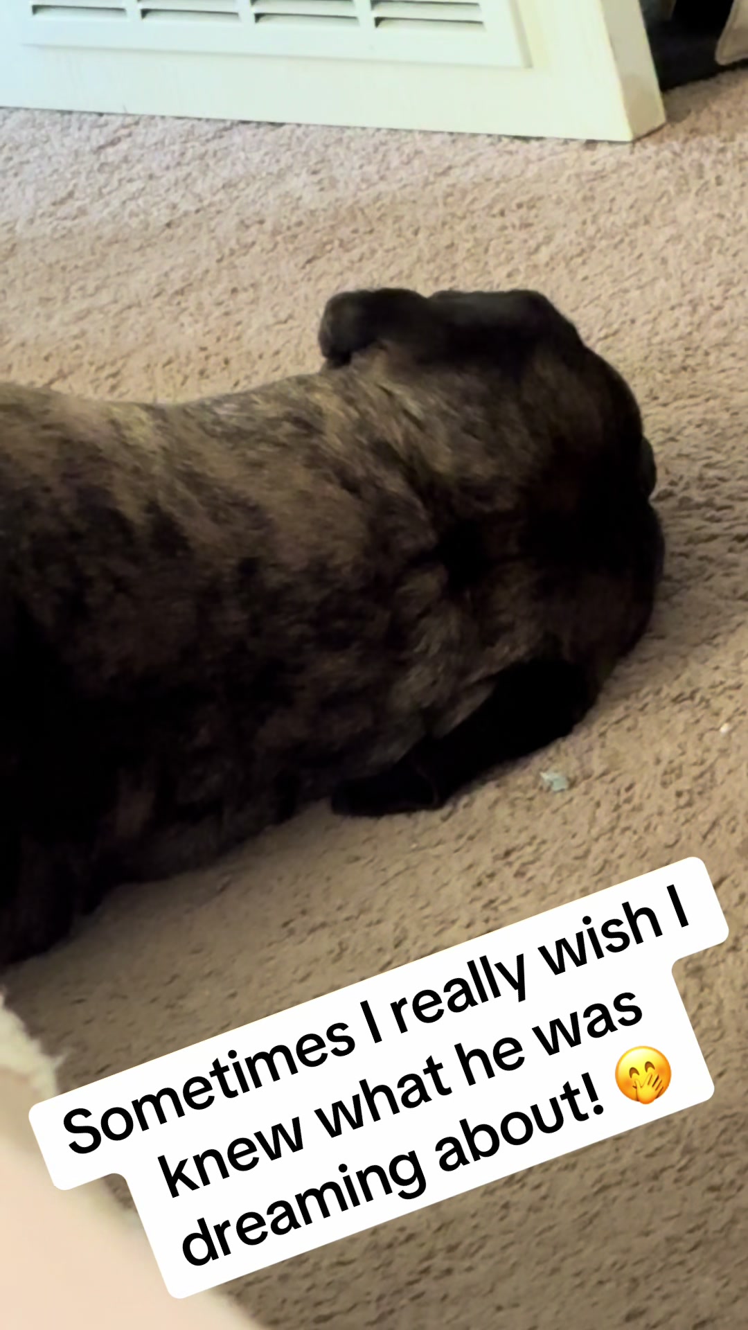 @HULK the mastiff