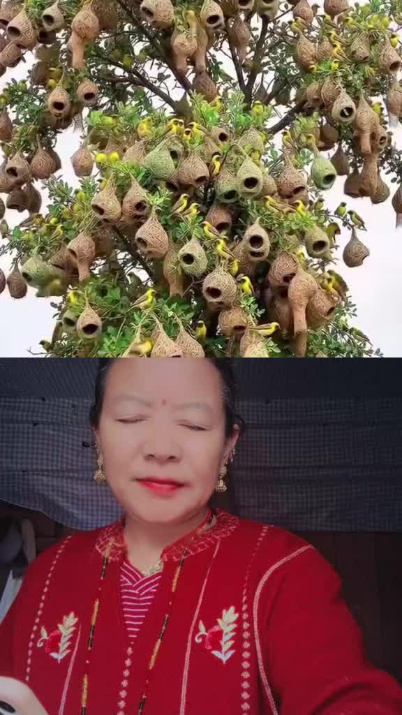 @टीका लिम्बू