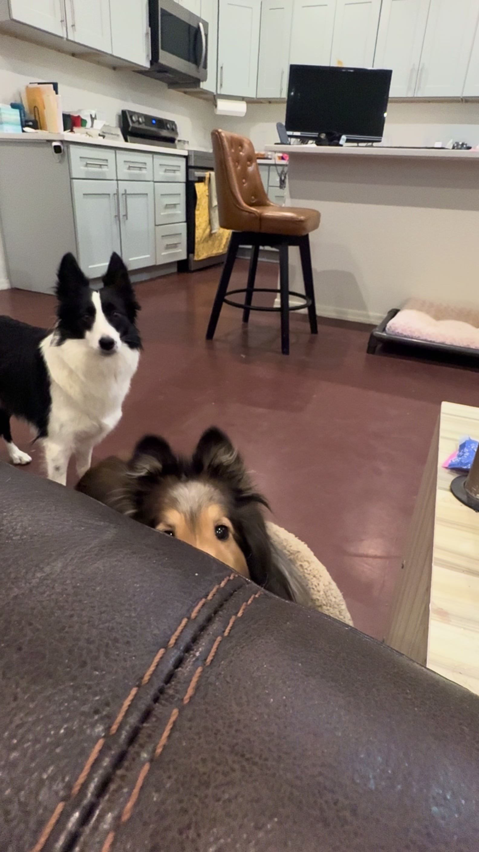 @Made_by_Dog