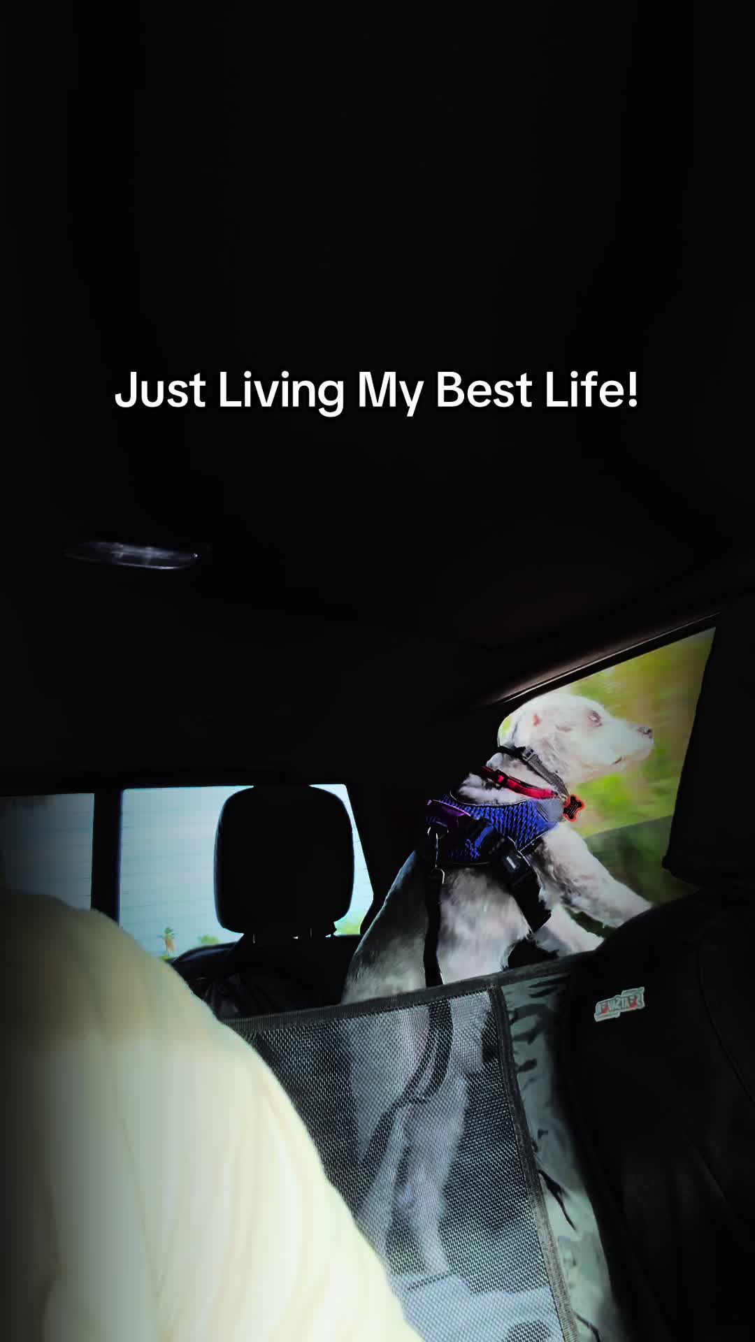 @Cooper The Schnauzer