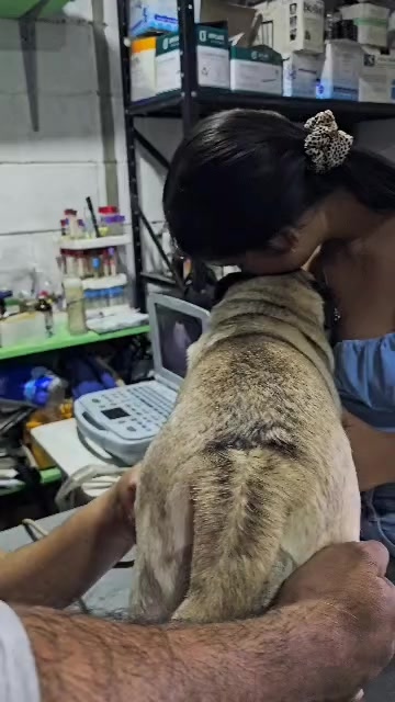 @Lizzylapug🐶🌸