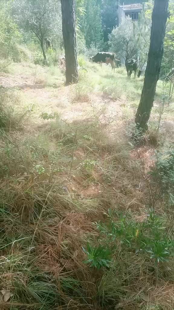 @Da Ghmono Mazigar