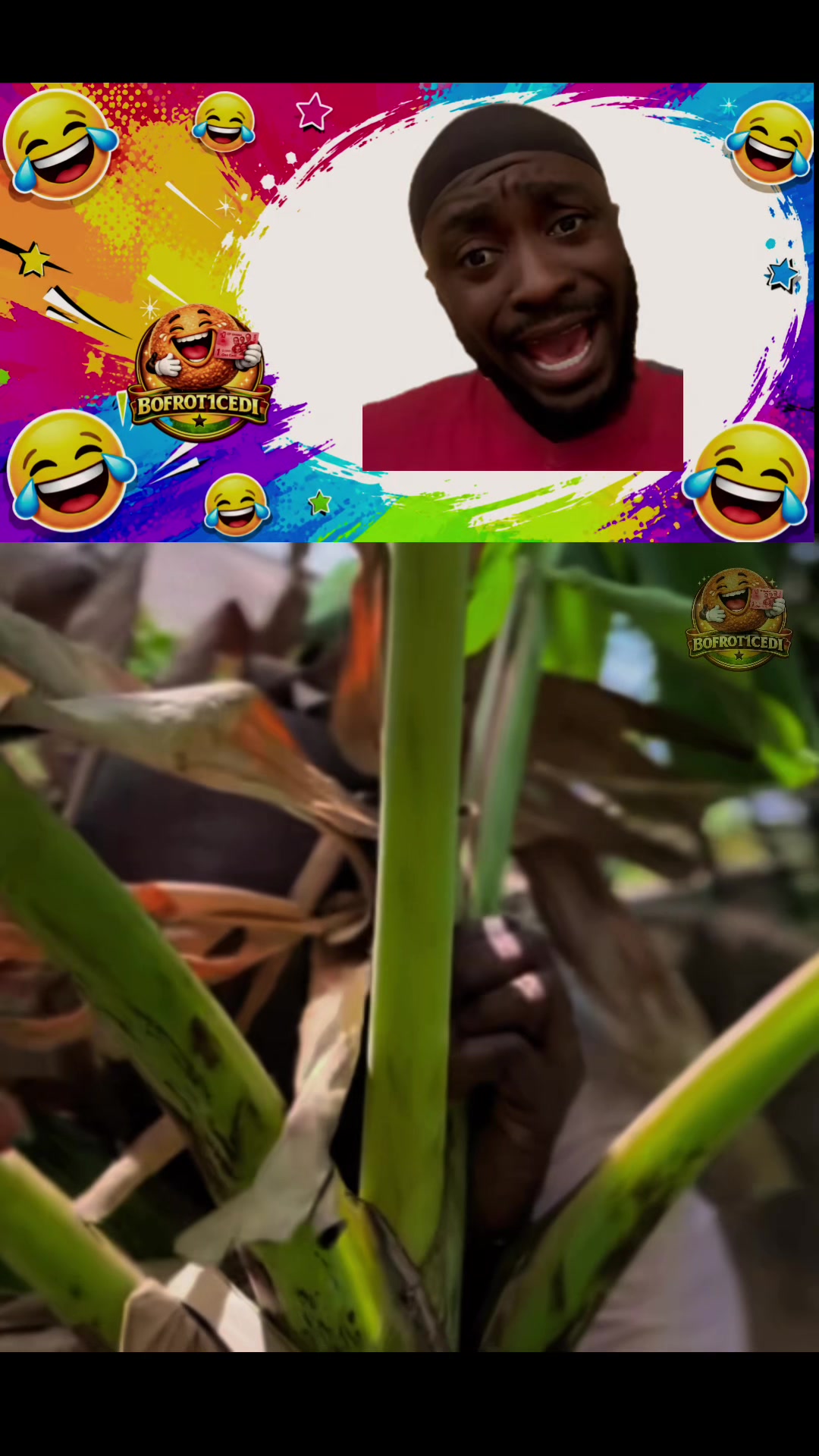 @bofrot1cedi