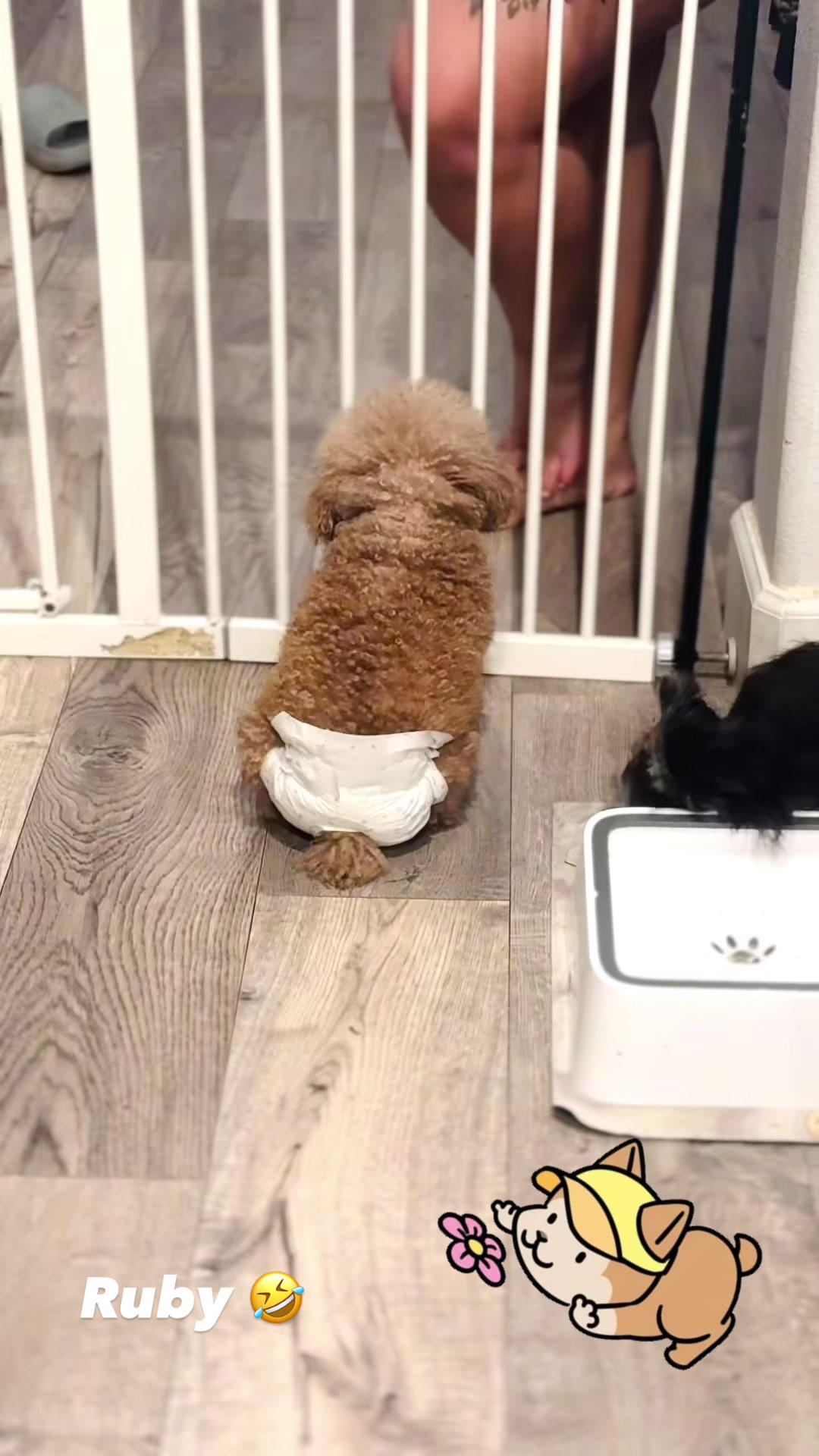 @pupsrepublicusa