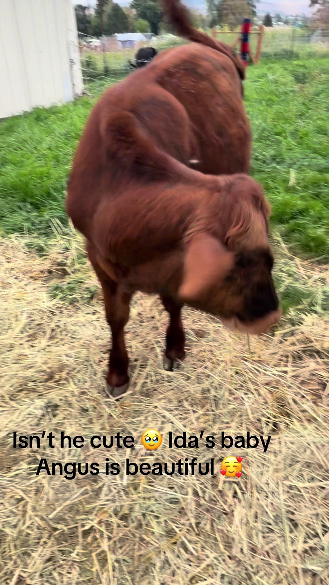 @WollamFarm