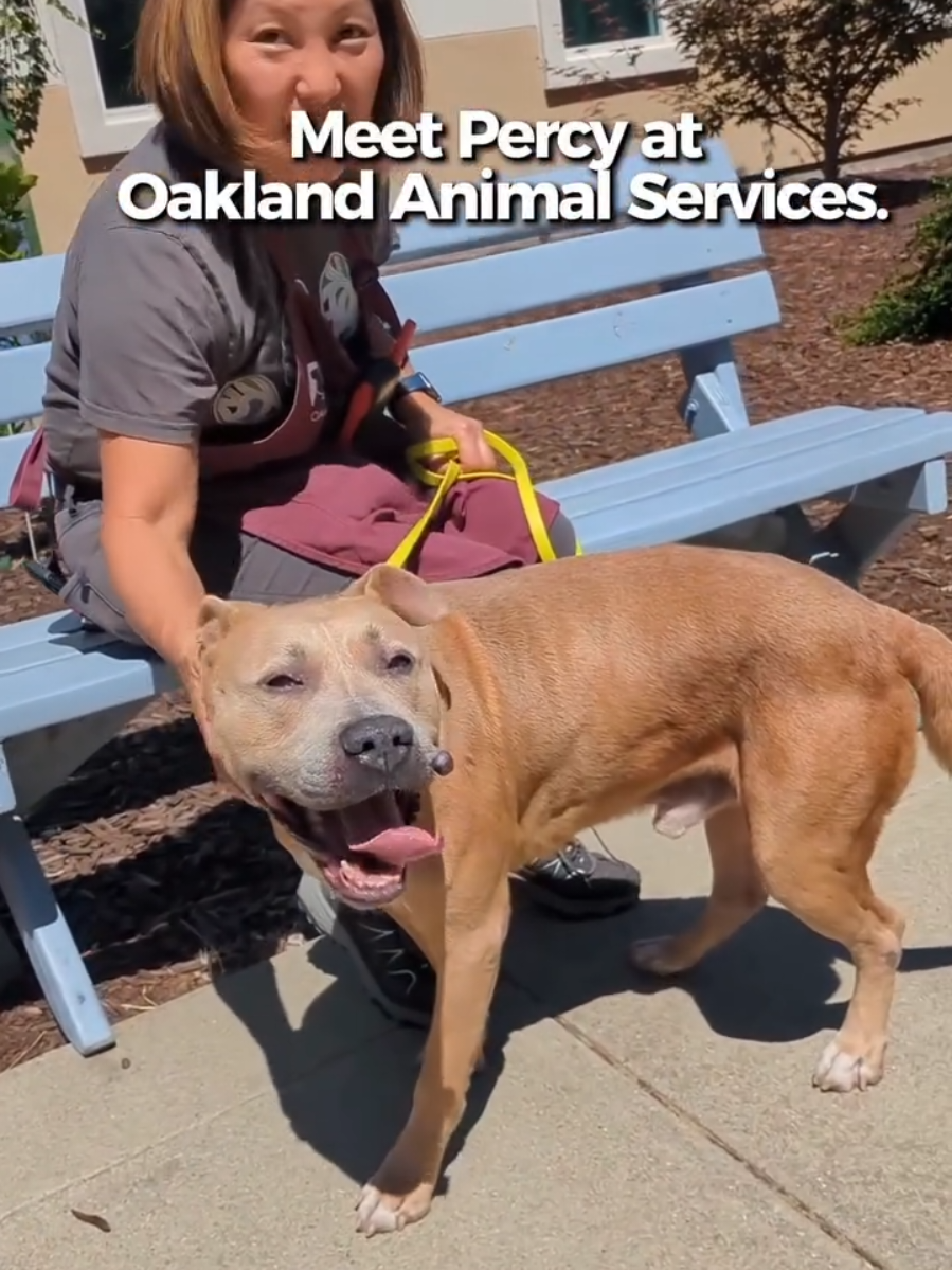 @Oakland Animal Services