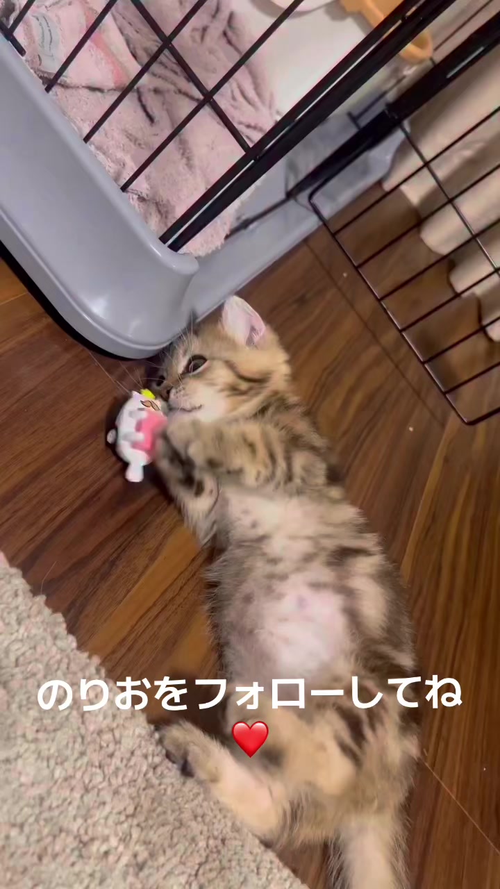 @のりおのTikTok