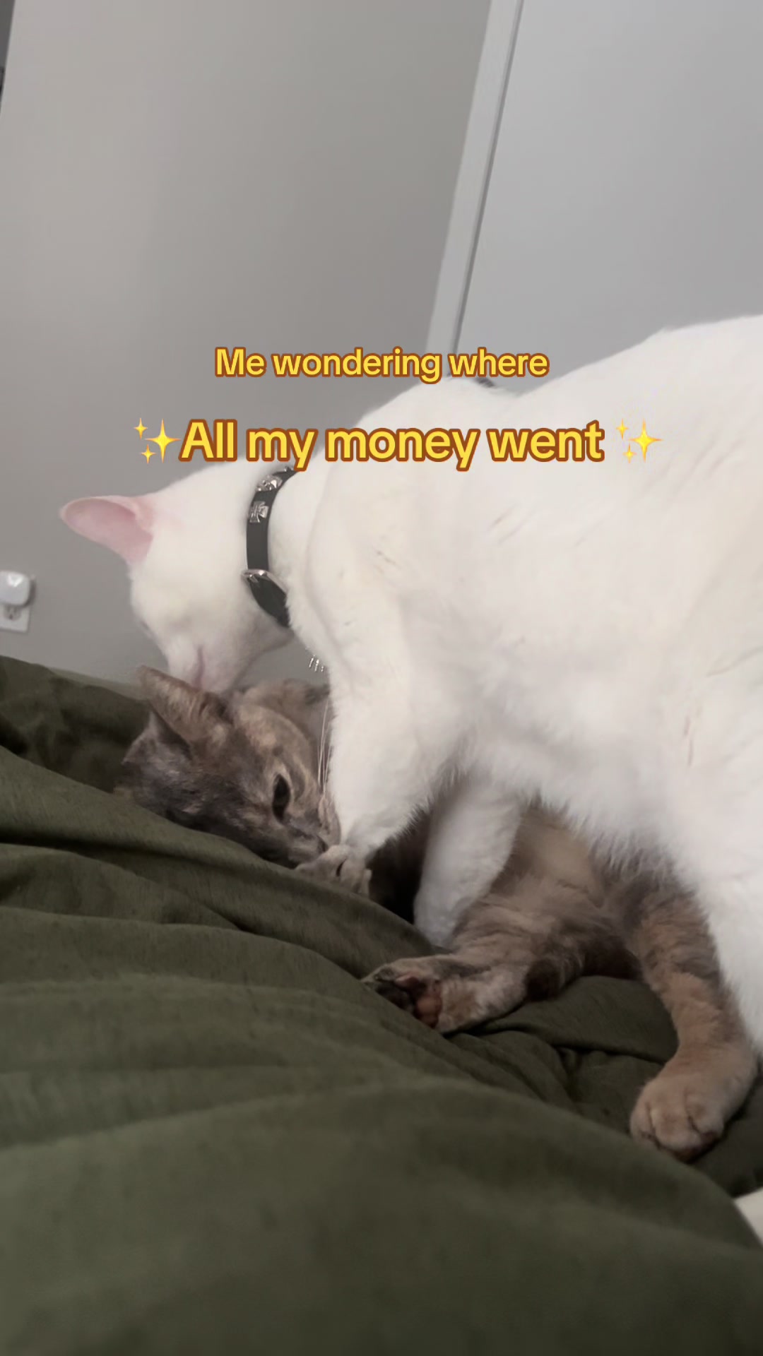@Houseofpets