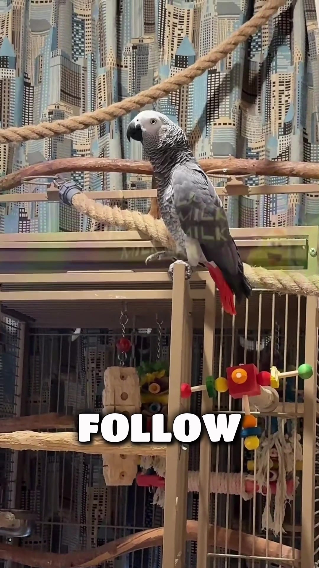 @thehinzoo
