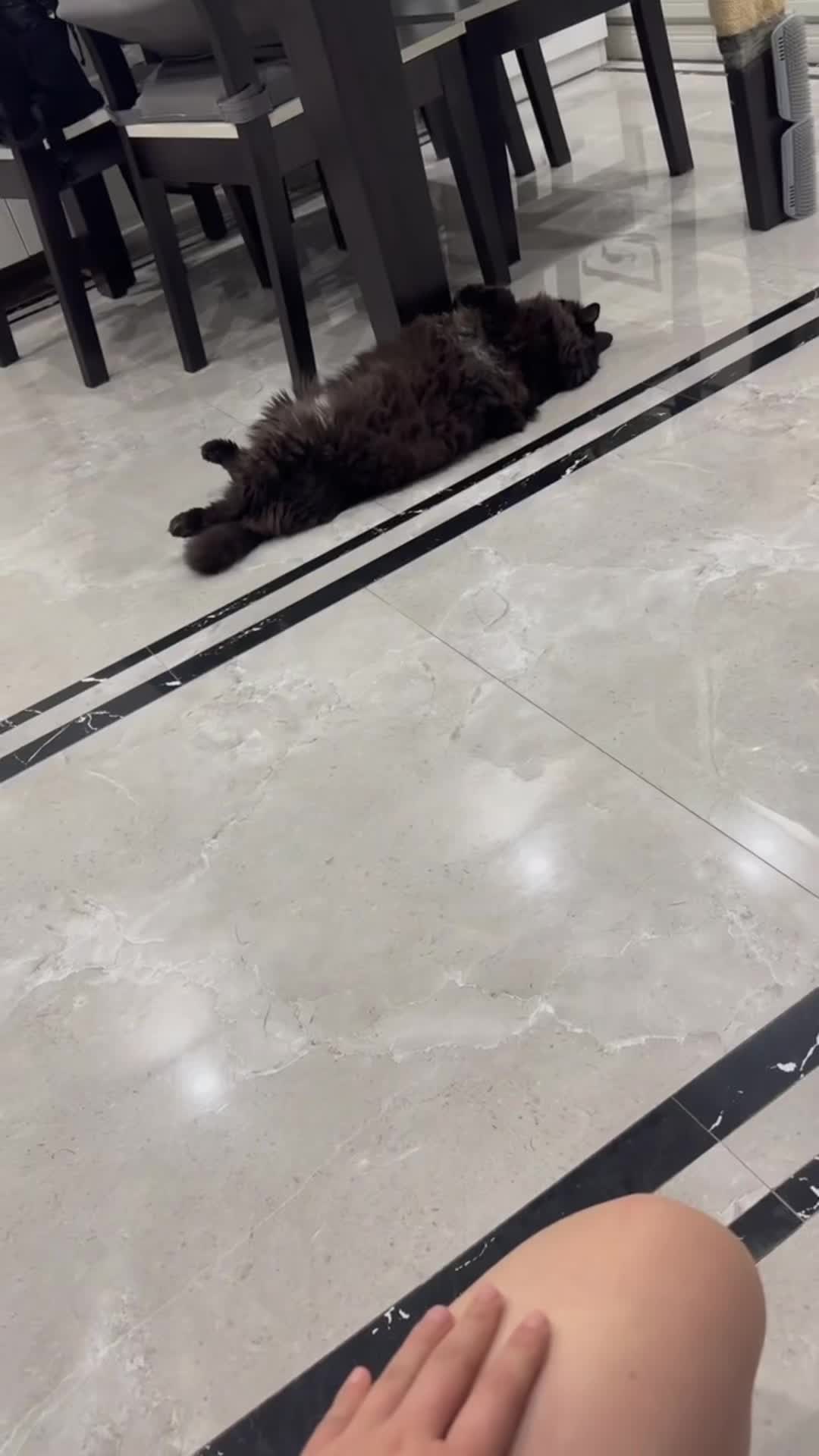 @🤣Cute Funny Pets🤣