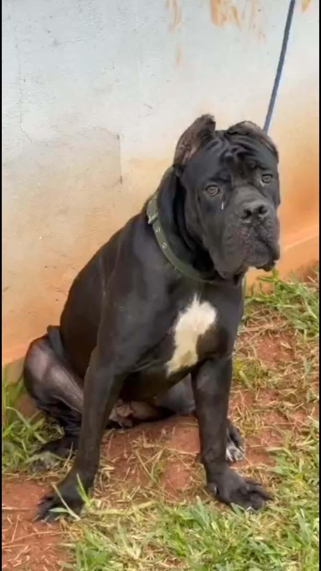 @FIRST CANE CORSO🐾🇨🇮🇨🇮🐾