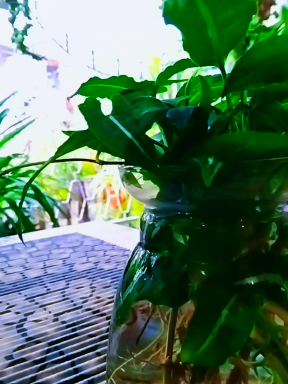 @ʍu$&iota;c Ʀh&psi;&dagger;hʍ &oslash;Ŧ $&oslash;ul🎶🎼🤍🕊️