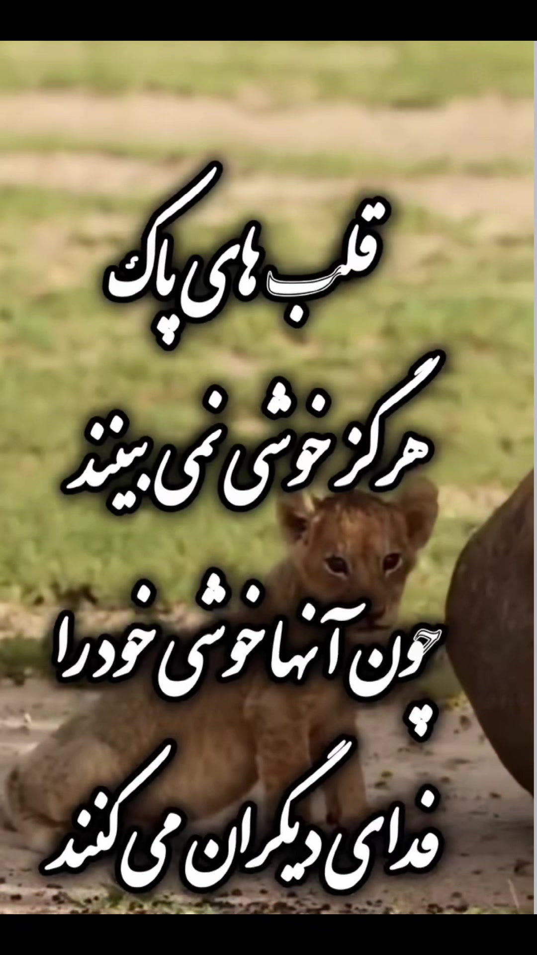 @Sara Hashimi