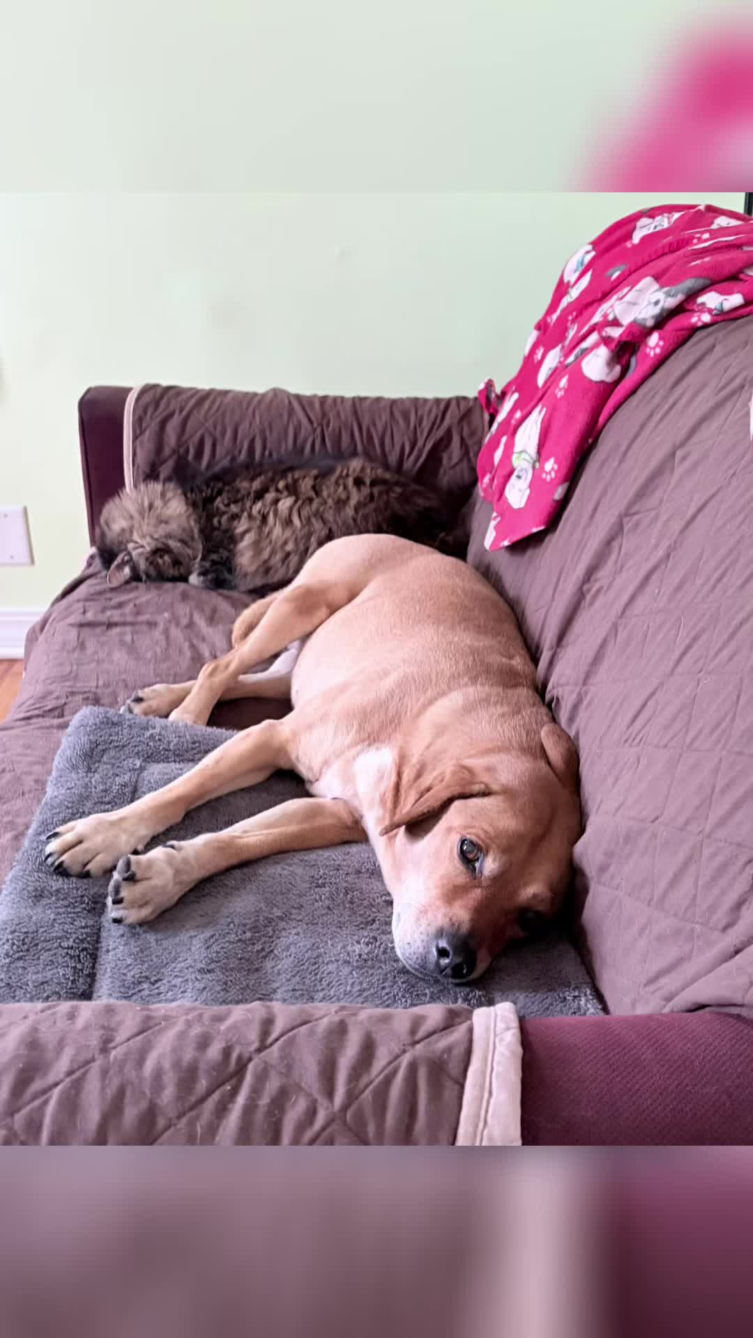 @snickers_and_sidekick