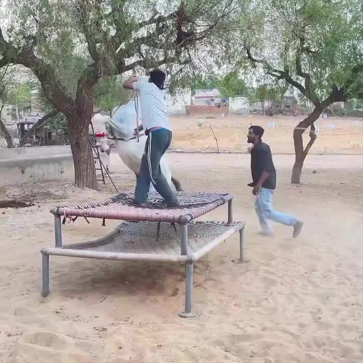 @@𝙂𝙍 𝙃𝙤𝙧𝙨𝙚 𝙁𝙖𝙧𝙢 🐴