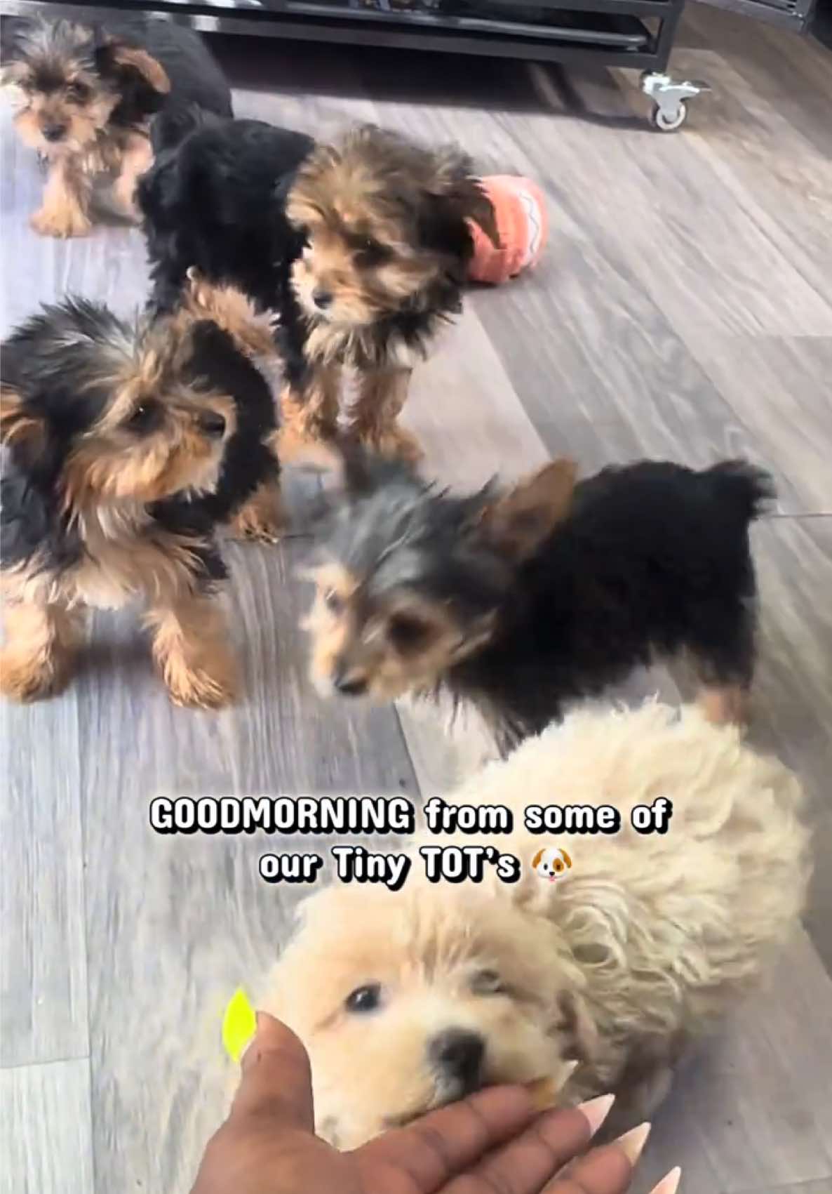 @Dog Lady
