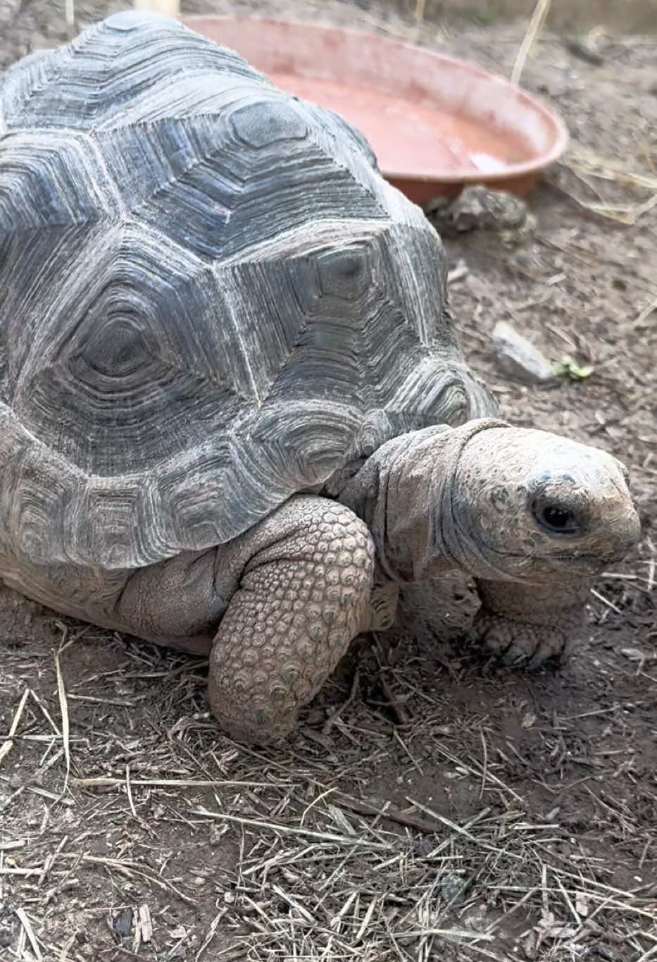 @Western State Tortoise