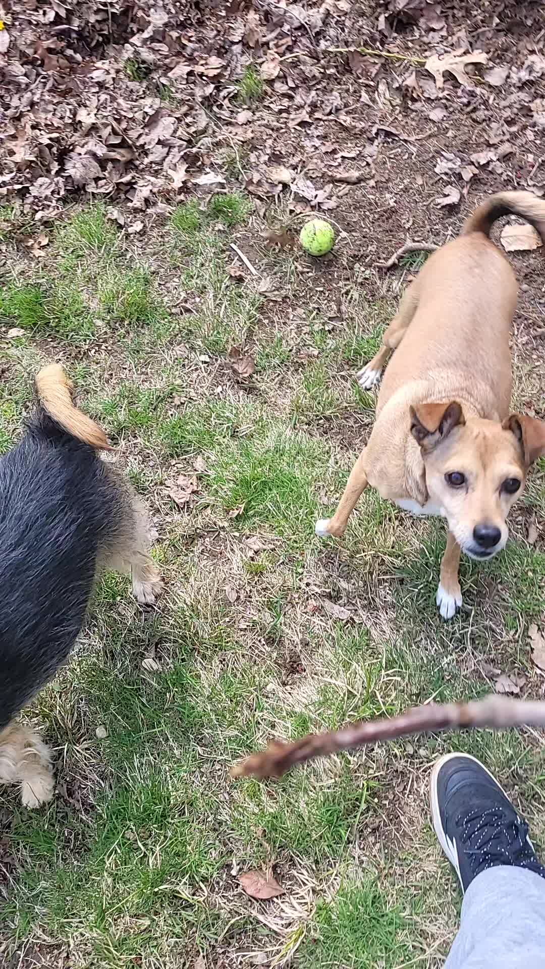 @Magicdogland.com