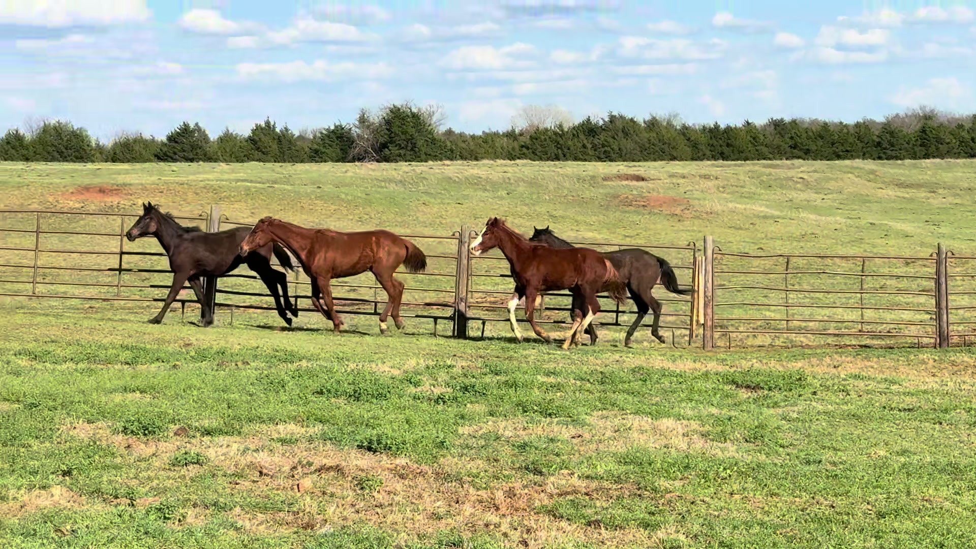 @Farley McLendon Show Horses