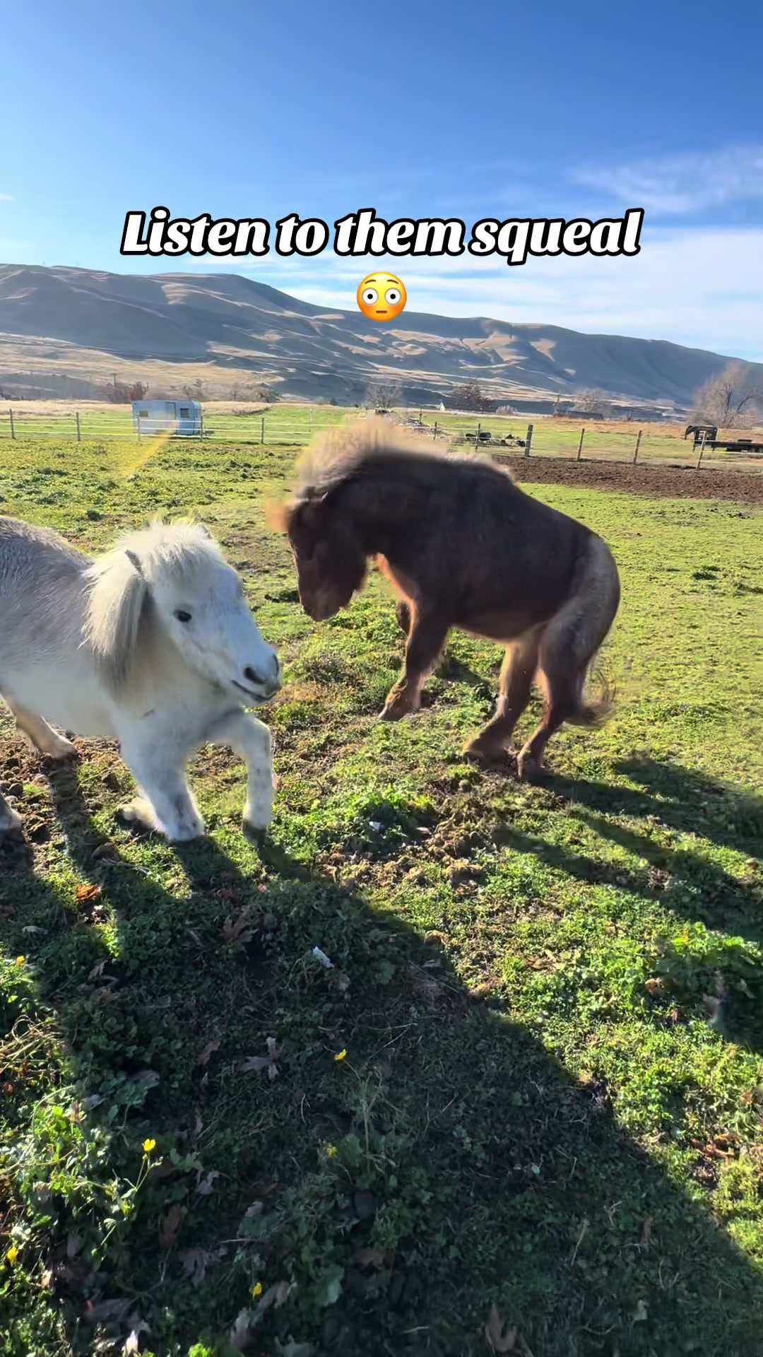 @Hot Sauce the Mini horse 🐎