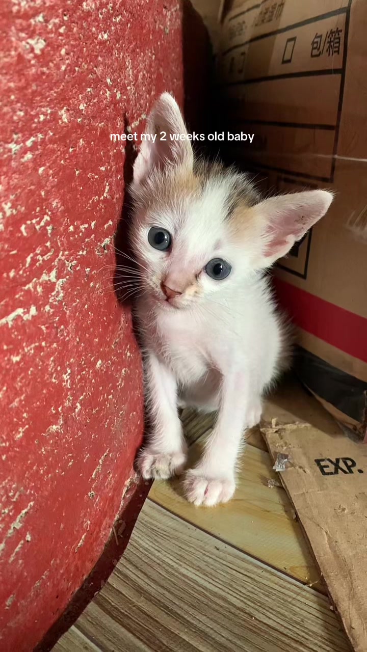 @kittylorie.recos