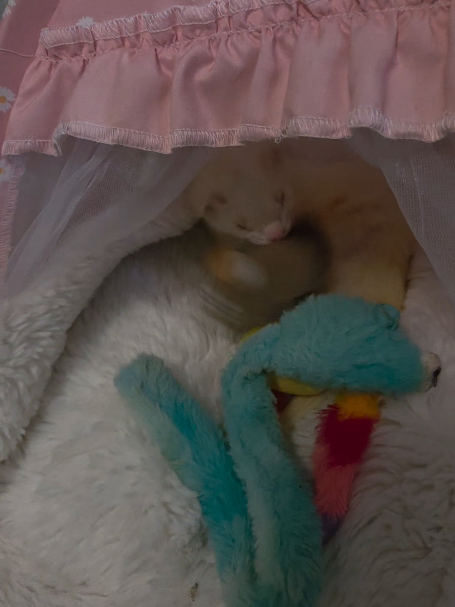 @FuffyFerrets
