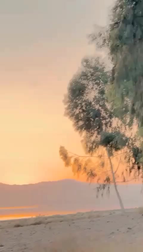 @SHAHZADA🦁🤚