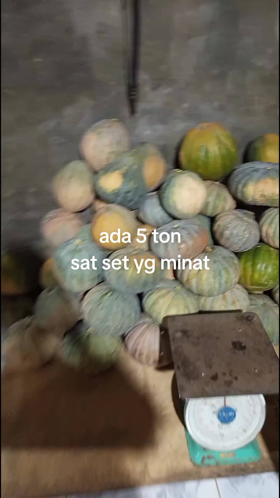 @raja rampai tanggamus