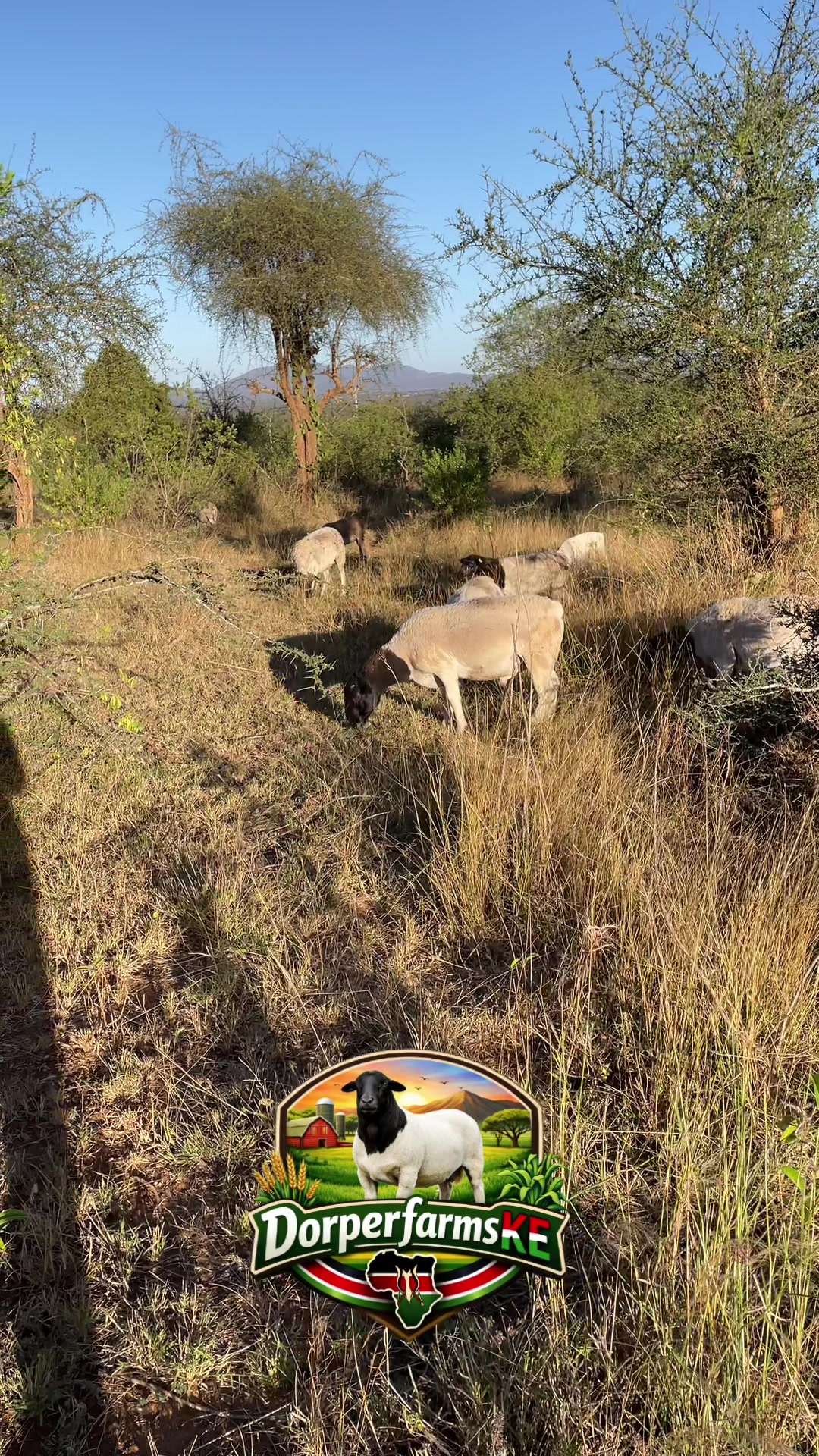 @DorperfarmsKE🇰🇪