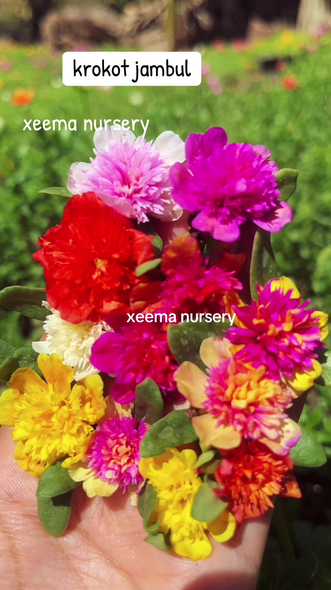 @Xeema_Nursery