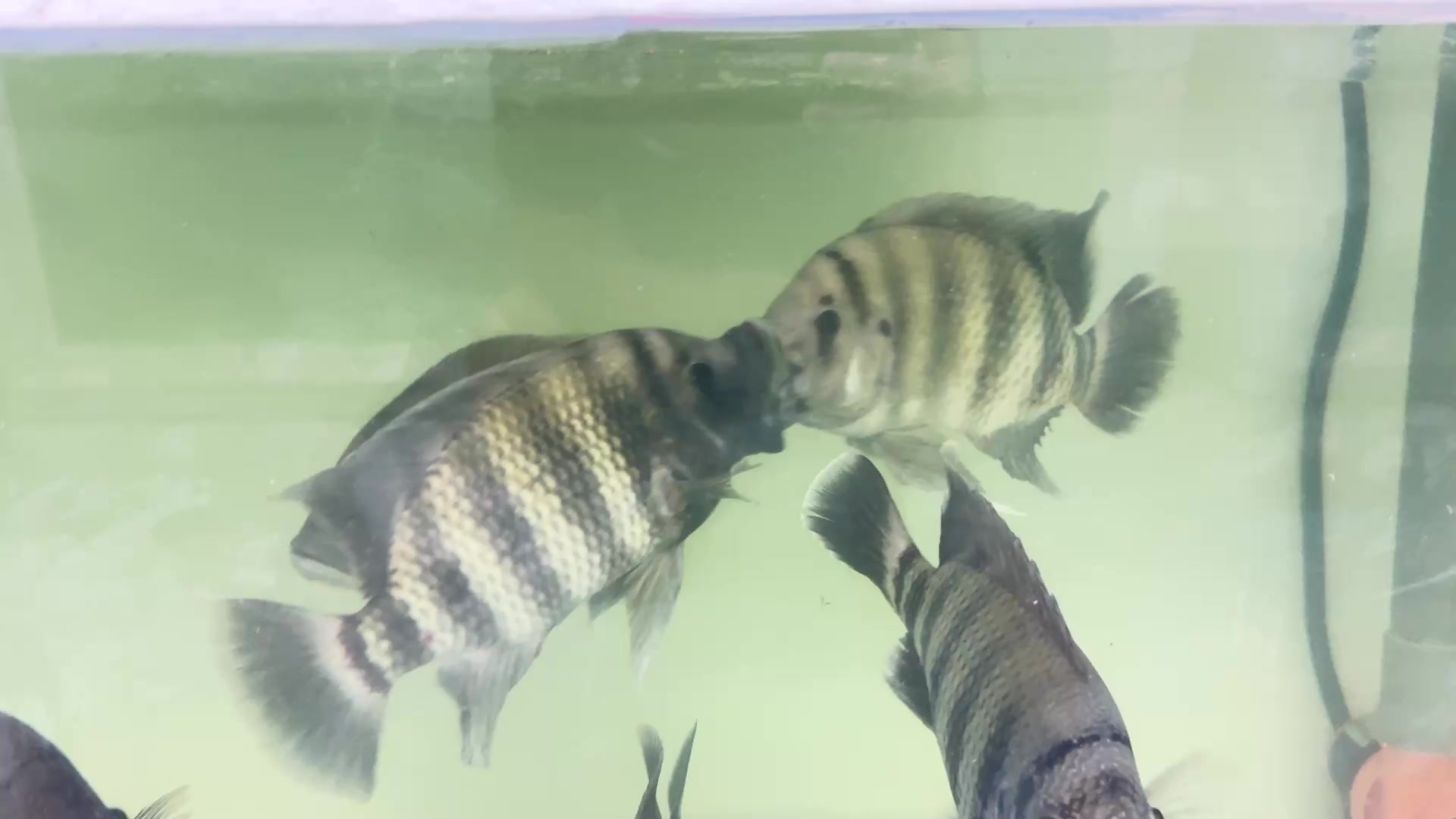 @Phát Đạt Bán Cá 😎🐠🦈