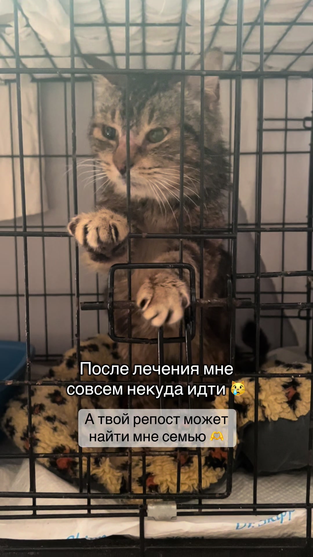 @Оля & Co🐈⬛🐈